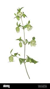 Attēlu rezultāti vaicājumam “Silene baccifera flower”