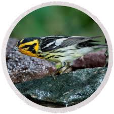 Image result for Dendroica fusca