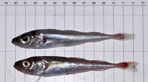 Image result for Arctogadus glacialis