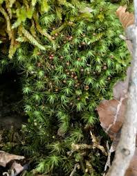 Attēlu rezultāti vaicājumam “Bartramia pomiformis sporophyte”