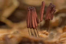 Attēlu rezultāti vaicājumam “Stemonitis axifera young”