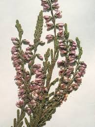 Attēlu rezultāti vaicājumam “Calluna vulgaris leaf”