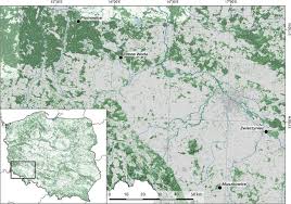 Attēlu rezultāti vaicājumam “Osmoderma barnabita imago”