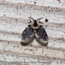 Attēlu rezultāti vaicājumam “Psychodidae”