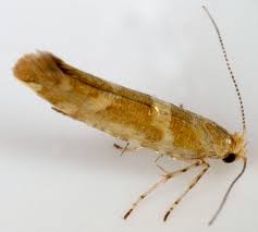 Attēlu rezultāti vaicājumam “Argyresthia goedartella”