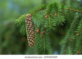 Attēlu rezultāti vaicājumam “Picea abies leaf”