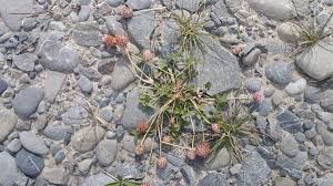 Attēlu rezultāti vaicājumam “Trifolium fragiferum fruit”