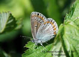 Attēlu rezultāti vaicājumam “Eumedonia eumedon”