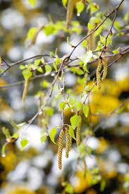 Attēlu rezultāti vaicājumam “Betula pendula flower”