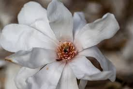 Attēlu rezultāti vaicājumam “Magnolia kobus flower”