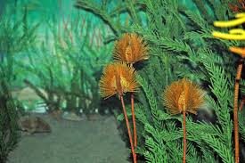 Attēlu rezultāti vaicājumam “Clastodermataceae”