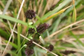 Attēlu rezultāti vaicājumam “Sesleria caerulea leaf”