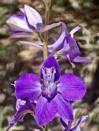 Image result for Consolida ajacis oder Consolida regalis