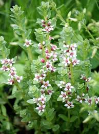 Attēlu rezultāti vaicājumam “Glaux maritima”