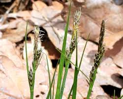 Attēlu rezultāti vaicājumam “Carex pilulifera”