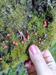 Attēlu rezultāti vaicājumam “Lycogala miserum sessile”