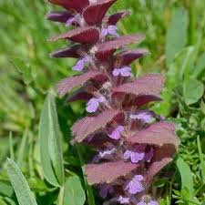Attēlu rezultāti vaicājumam “Ajuga pyramidalis leaf”