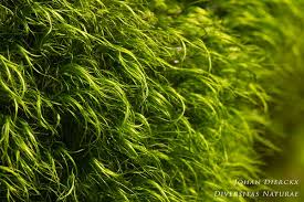 Attēlu rezultāti vaicājumam “Dicranodontium denudatum”