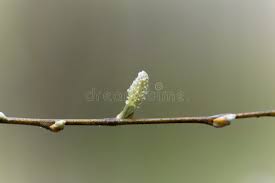 Attēlu rezultāti vaicājumam “Salix aurita bud”