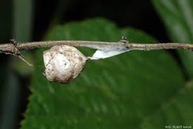 Attēlu rezultāti vaicājumam “Agroeca brunnea”