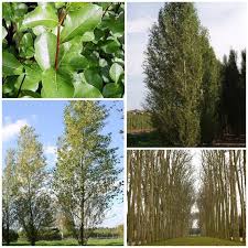 Attēlu rezultāti vaicājumam “Populus simonii leaf”