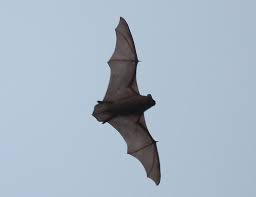 Attēlu rezultāti vaicājumam “Craterium minutum cf. var. brunneum”