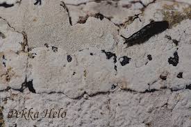 Attēlu rezultāti vaicājumam “Ceriporia viridans”