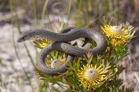 Attēlu rezultāti vaicājumam “Lycogala irregulare sessile”