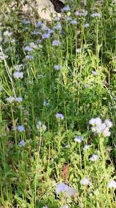 Attēlu rezultāti vaicājumam “Aethes margaritana”