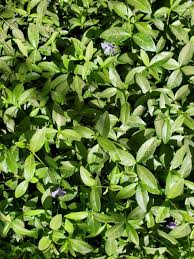 Attēlu rezultāti vaicājumam “Vinca minor leaf”