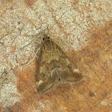 Attēlu rezultāti vaicājumam “Pyrausta cingulata”