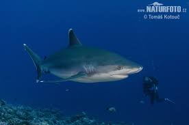 Image result for Carcharhinus albimarginatus
