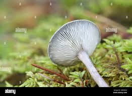 Attēlu rezultāti vaicājumam “Cantharellula umbonata”