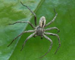 Image result for crab spider