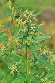 Attēlu rezultāti vaicājumam “Atriplex calotheca”