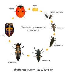 Attēlu rezultāti vaicājumam “Coccinella septempunctata imago”