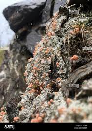 Attēlu rezultāti vaicājumam “Dibaeis baeomyces”