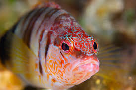 Image result for Serranus scriba