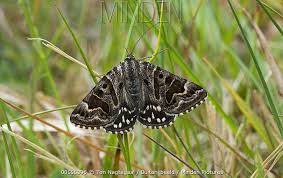 Attēlu rezultāti vaicājumam “Callistege mi”