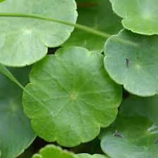 Attēlu rezultāti vaicājumam “Hydrocotyle vulgaris”