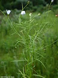 Image result for Campanula affinis