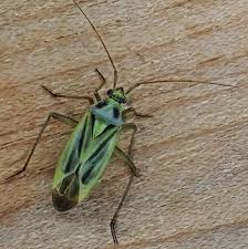 Attēlu rezultāti vaicājumam “Miridae”