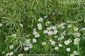 Attēlu rezultāti vaicājumam “Tripleurospermum inodorum flower”