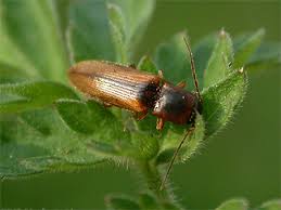 Attēlu rezultāti vaicājumam “Dalopius marginatus”