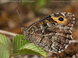 Attēlu rezultāti vaicājumam “Hipparchia semele”