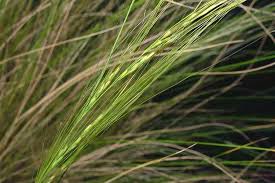 Attēlu rezultāti vaicājumam “Najas tenuissima leaf”