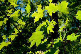 Attēlu rezultāti vaicājumam “Acer platanoides leaf”