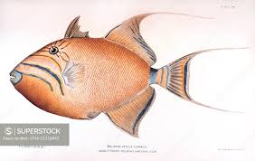 Image result for Balistes vetula