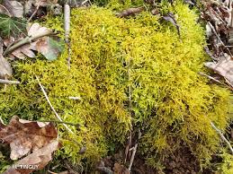 Attēlu rezultāti vaicājumam “Eurhynchium hians”