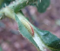 Attēlu rezultāti vaicājumam “Cnaemidophorus rhododactyla”